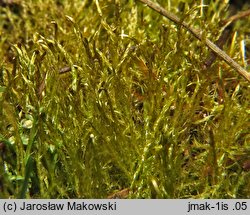 Drepanocladus aduncus (sierpowiec zakrzywiony)