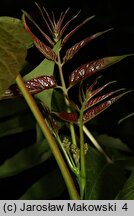 Ailanthus altissima (bożodrzew gruczołowaty)