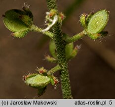 Alyssum alyssoides (smagliczka kielichowata)