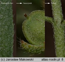 Alyssum alyssoides (smagliczka kielichowata)