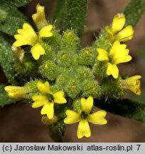 Alyssum alyssoides (smagliczka kielichowata)