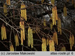 Alnus ×spaethii (olcha Spaetha)