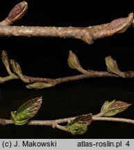 Alnus ×spaethii (olcha Spaetha)