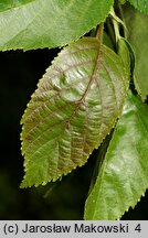 Alnus ×spaethii (olcha Spaetha)