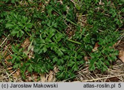 Peucedanum oreoselinum (gorysz pagórkowy)