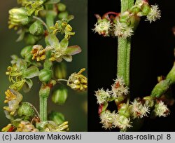 Rumex acetosa (szczaw zwyczajny)