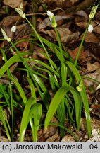 Allium paradoxum var. paradoxum (czosnek dziwny typowy)