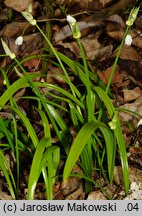 Allium paradoxum ssp. paradoxum (czosnek dziwny typowy)