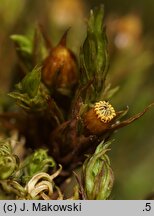 Orthotrichum striatum (szurpek pręgowany)
