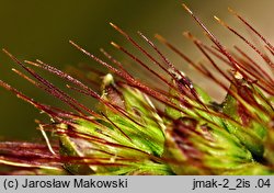 Setaria pumila (włośnica sina)