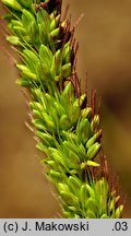 Setaria verticillata (włośnica okółkowa)