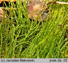 Drepanocladus aduncus (sierpowiec zakrzywiony)