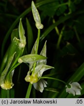 Allium paradoxum ssp. paradoxum (czosnek dziwny typowy)