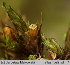 Orthotrichum striatum (szurpek pręgowany)