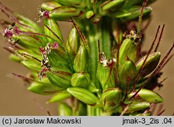 Setaria verticillata (włośnica okółkowa)