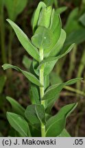 Solidago rigida (nawłoć sztywna)