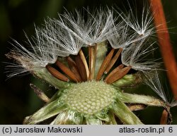 Crepis biennis (pępawa dwuletnia)