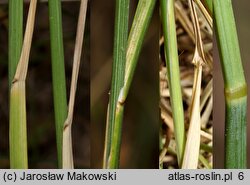 Poa compressa (wiechlina spłaszczona)