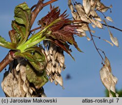 Ailanthus altissima (bożodrzew gruczołowaty)