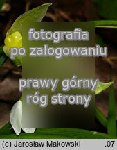 Allium paradoxum ssp. paradoxum (czosnek dziwny typowy)
