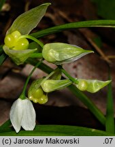 Allium paradoxum var. paradoxum (czosnek dziwny typowy)