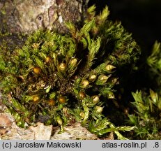 Orthotrichum striatum (szurpek pręgowany)