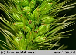 Setaria viridis (włośnica zielona)