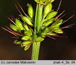 Setaria verticillata (włośnica okółkowa)