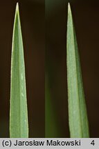 Poa compressa (wiechlina spłaszczona)