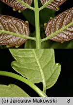 Ailanthus altissima (bożodrzew gruczołowaty)