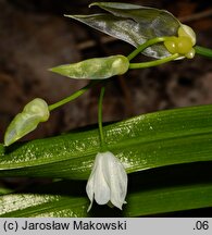 Allium paradoxum ssp. paradoxum (czosnek dziwny typowy)