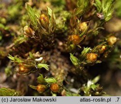Orthotrichum striatum (szurpek pręgowany)