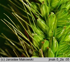 Setaria viridis (włośnica zielona)