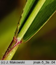 Setaria verticillata (włośnica okółkowa)