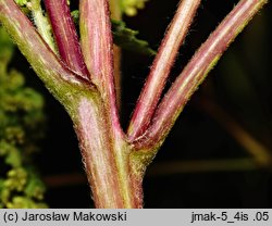 Cyclachaena xanthiifolia (iwa rzepieniolistna)