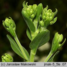 Solidago rigida (nawłoć sztywna)