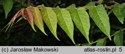 Ailanthus altissima (bożodrzew gruczołowaty)