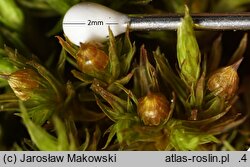 Orthotrichum striatum (szurpek pręgowany)