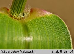 Setaria verticillata (włośnica okółkowa)