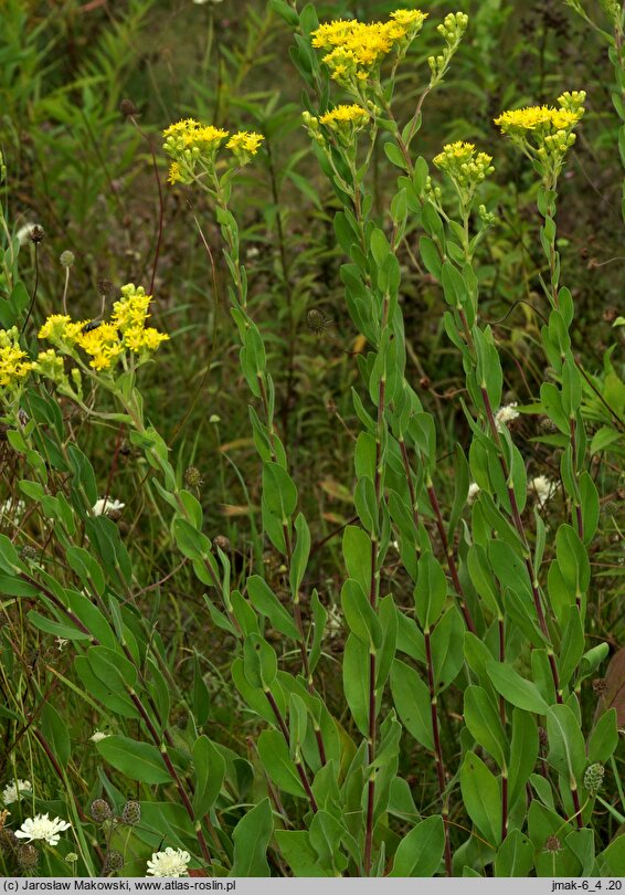 Solidago rigida (nawłoć sztywna)