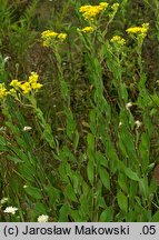 Solidago rigida (nawłoć sztywna)