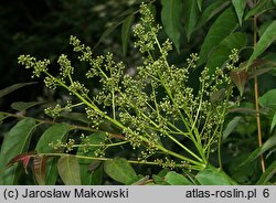 Ailanthus altissima (bożodrzew gruczołowaty)