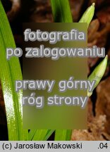 Allium paradoxum ssp. paradoxum (czosnek dziwny typowy)