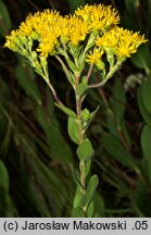 Solidago rigida (nawłoć sztywna)