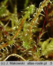 Rhytidiadelphus squarrosus (fałdownik nastroszony)