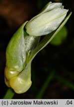 Allium paradoxum ssp. paradoxum (czosnek dziwny typowy)