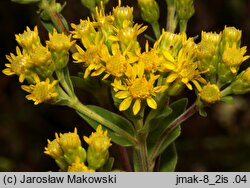 Solidago rigida (nawłoć sztywna)