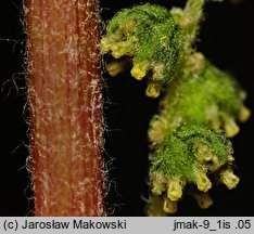 Cyclachaena xanthiifolia (iwa rzepieniolistna)