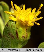 Solidago rigida (nawłoć sztywna)