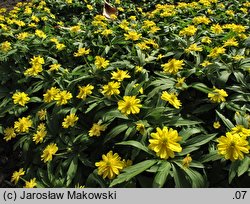 Anemonoides ranunculoides Semi Plena